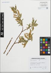 Foto von Salix fragilis L.